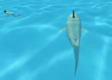 shark-simulator